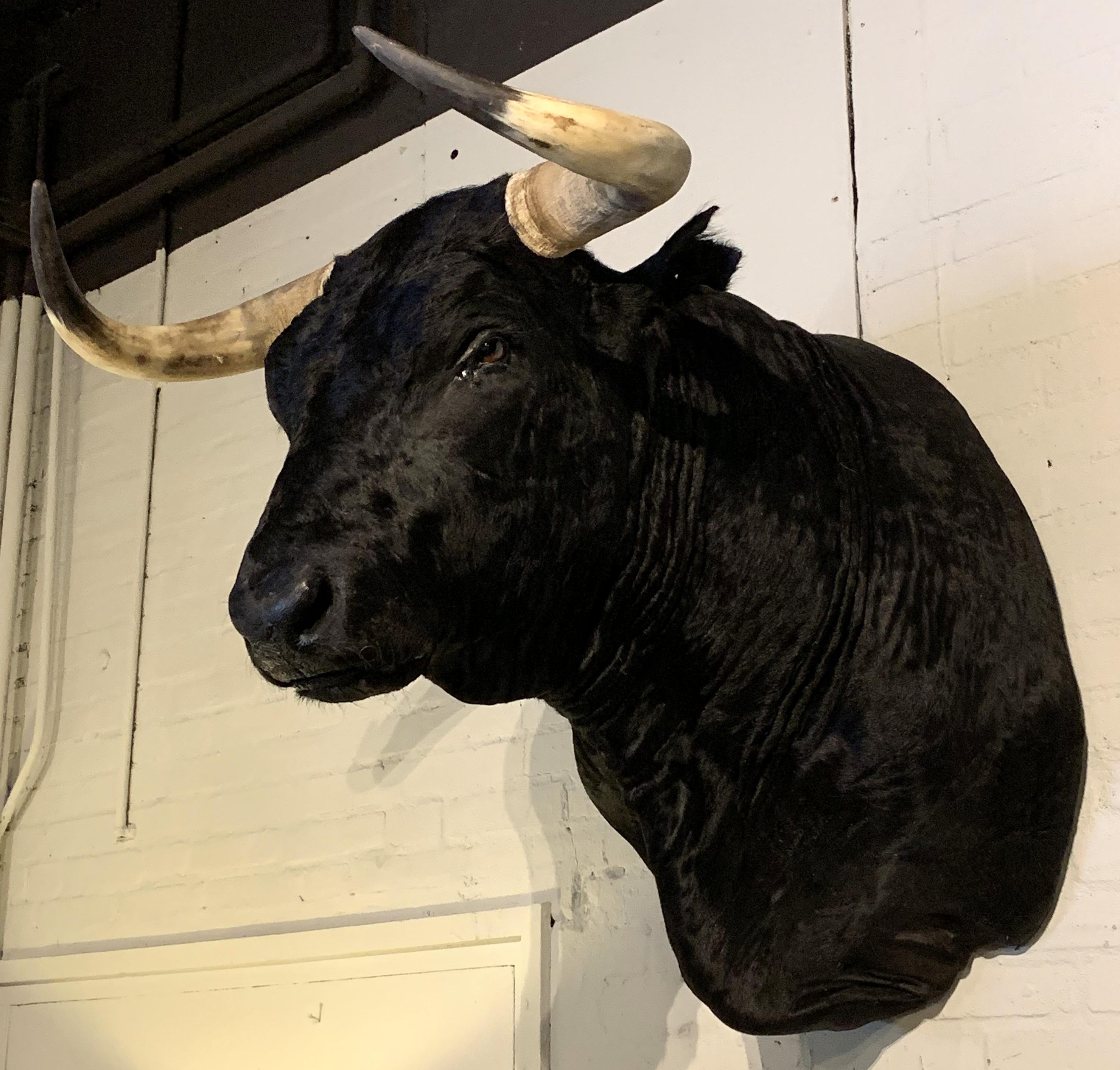 bull head taxidermy