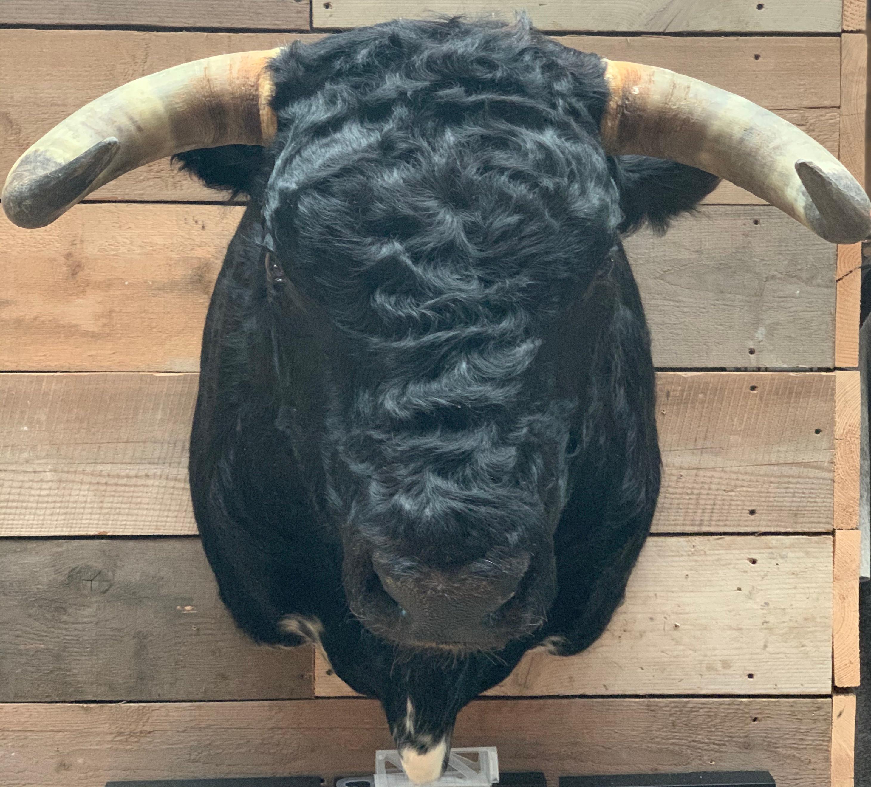 bull head taxidermy