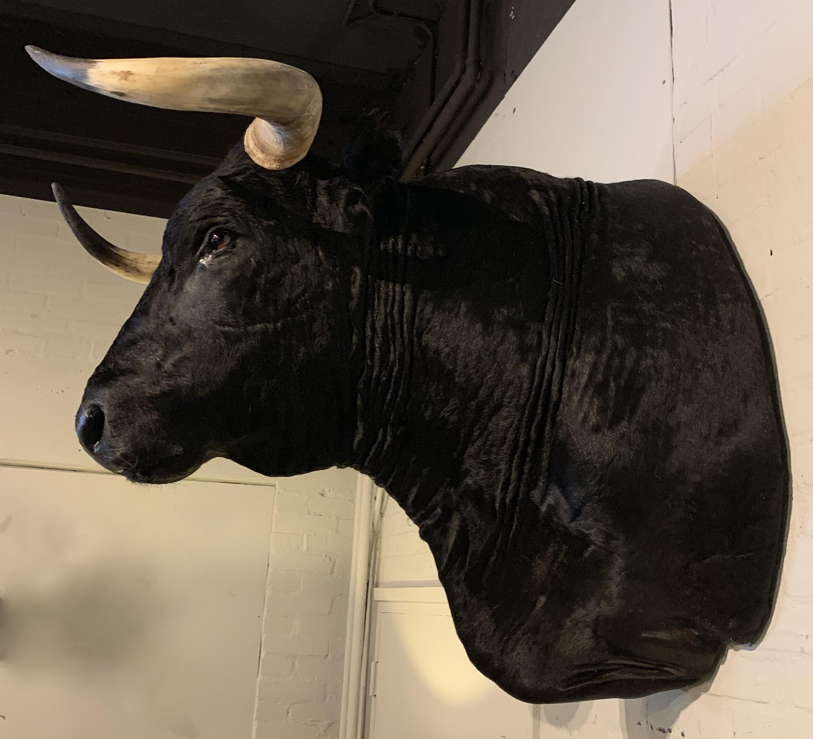 spanish bull head