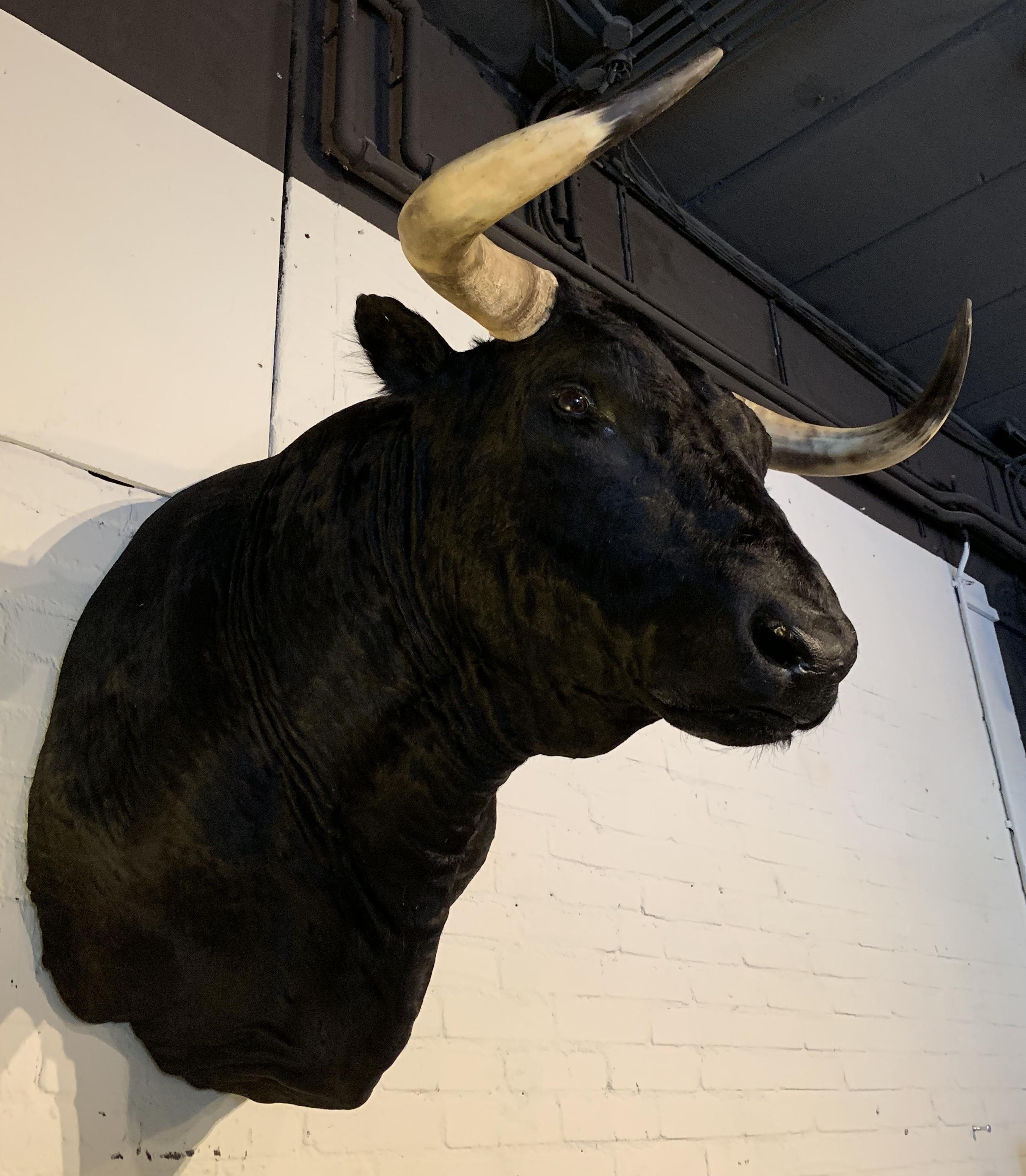 Exclusive Piece of Taxidermy Spanish Bulls Head In Excellent Condition In Eindhoven, NL