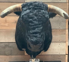 Exclusive Piece of Taxidermy Spanish Bulls Head
