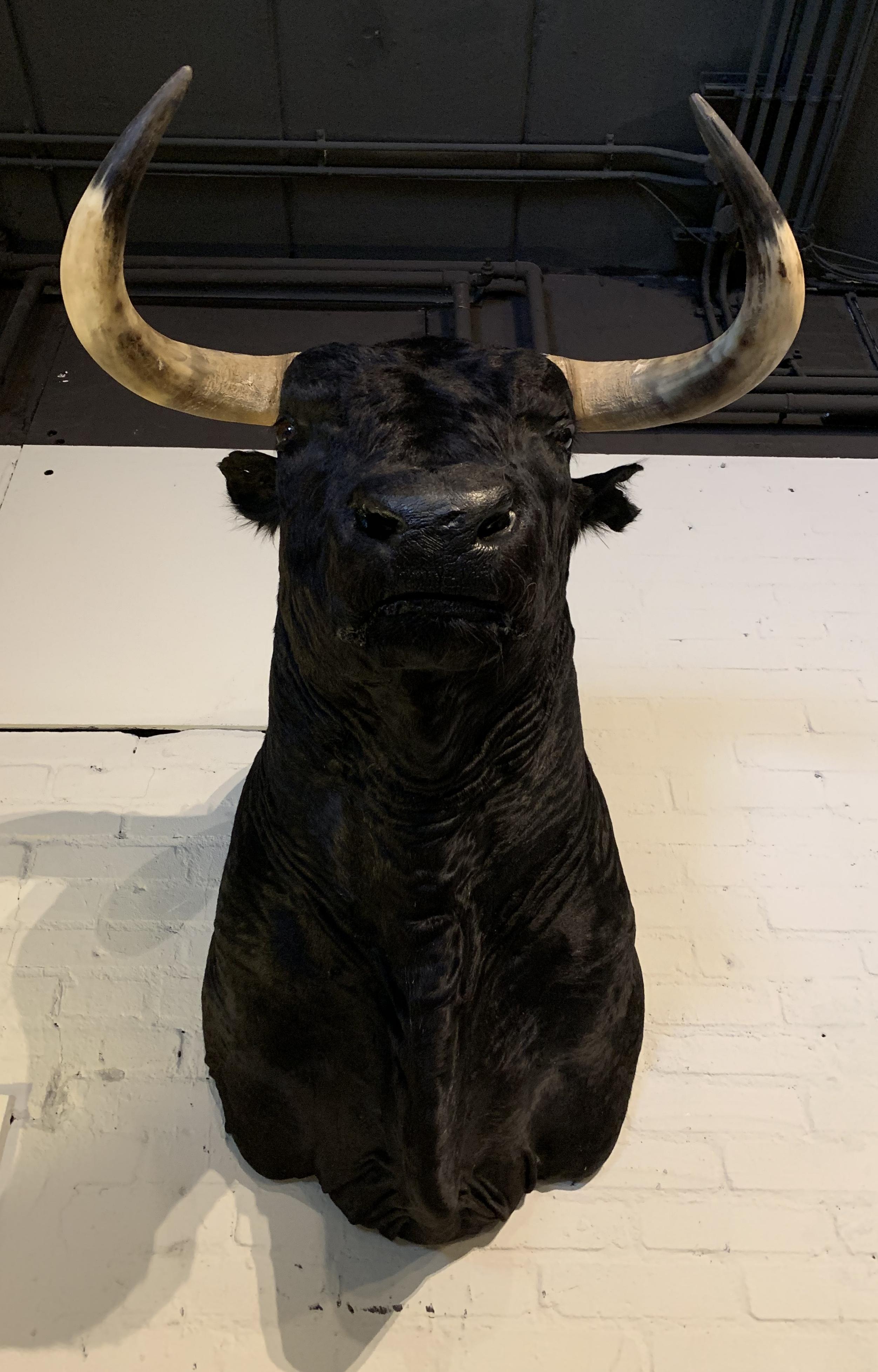 Dutch Exclusive Pieces of Taxidermy Spanish Bulls Heads