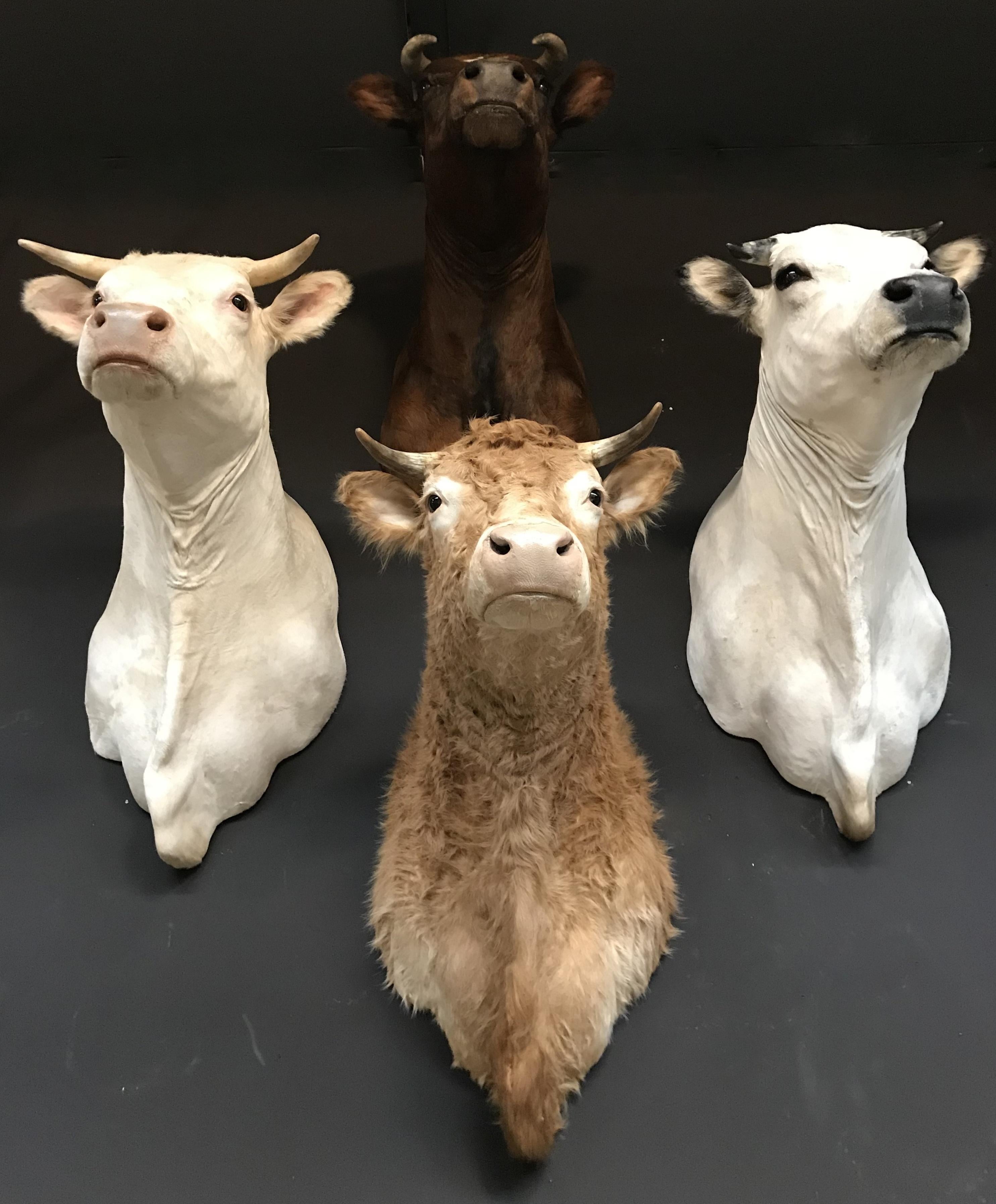 Exclusive set of four recently taxidermy cow heads. There are four varieties: Blonde Limousin, Piedmontes, Fire Red Cow and Blonde d'Aquitaine.
The heads are made very lifelike and are of a very high quality.

Also available separately.

The