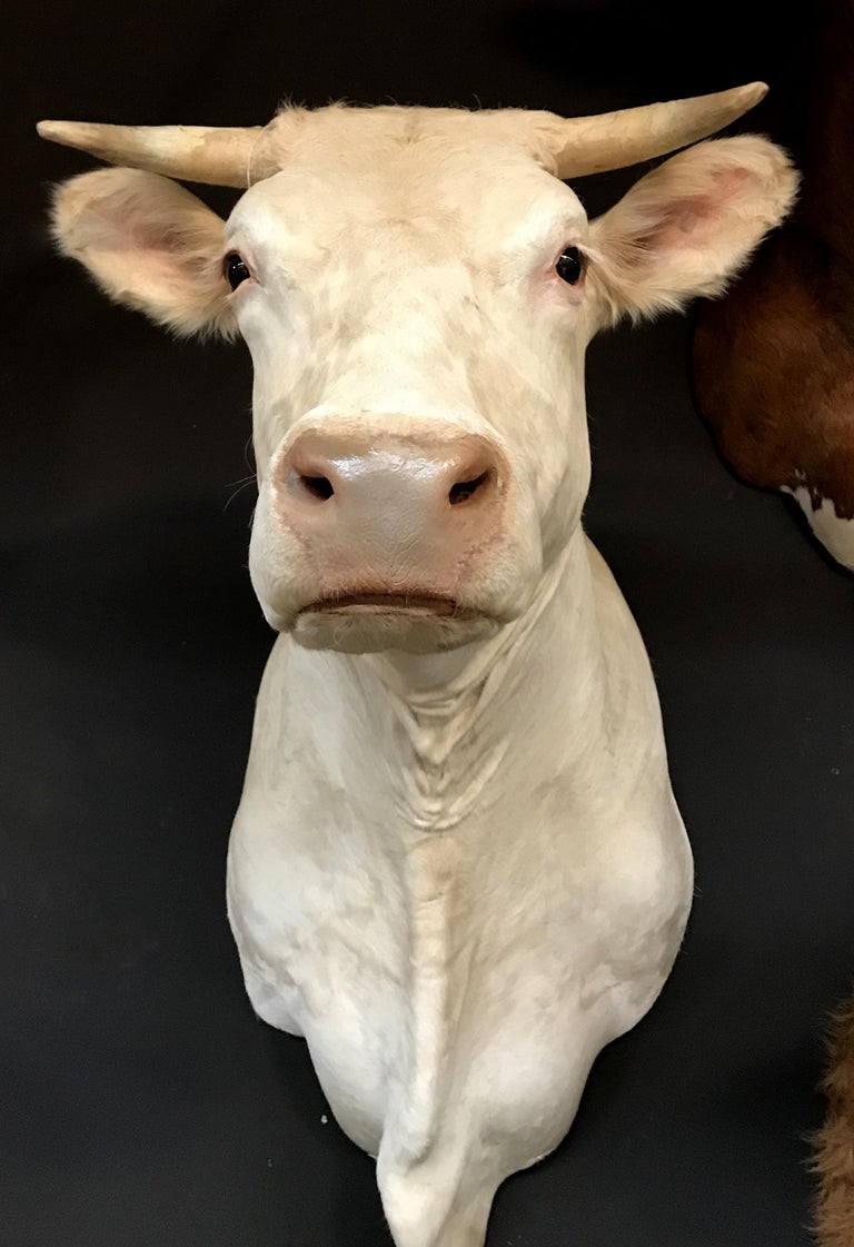 Exclusive Set of Four Recently taxidermy Cow Heads at 1stDibs cow