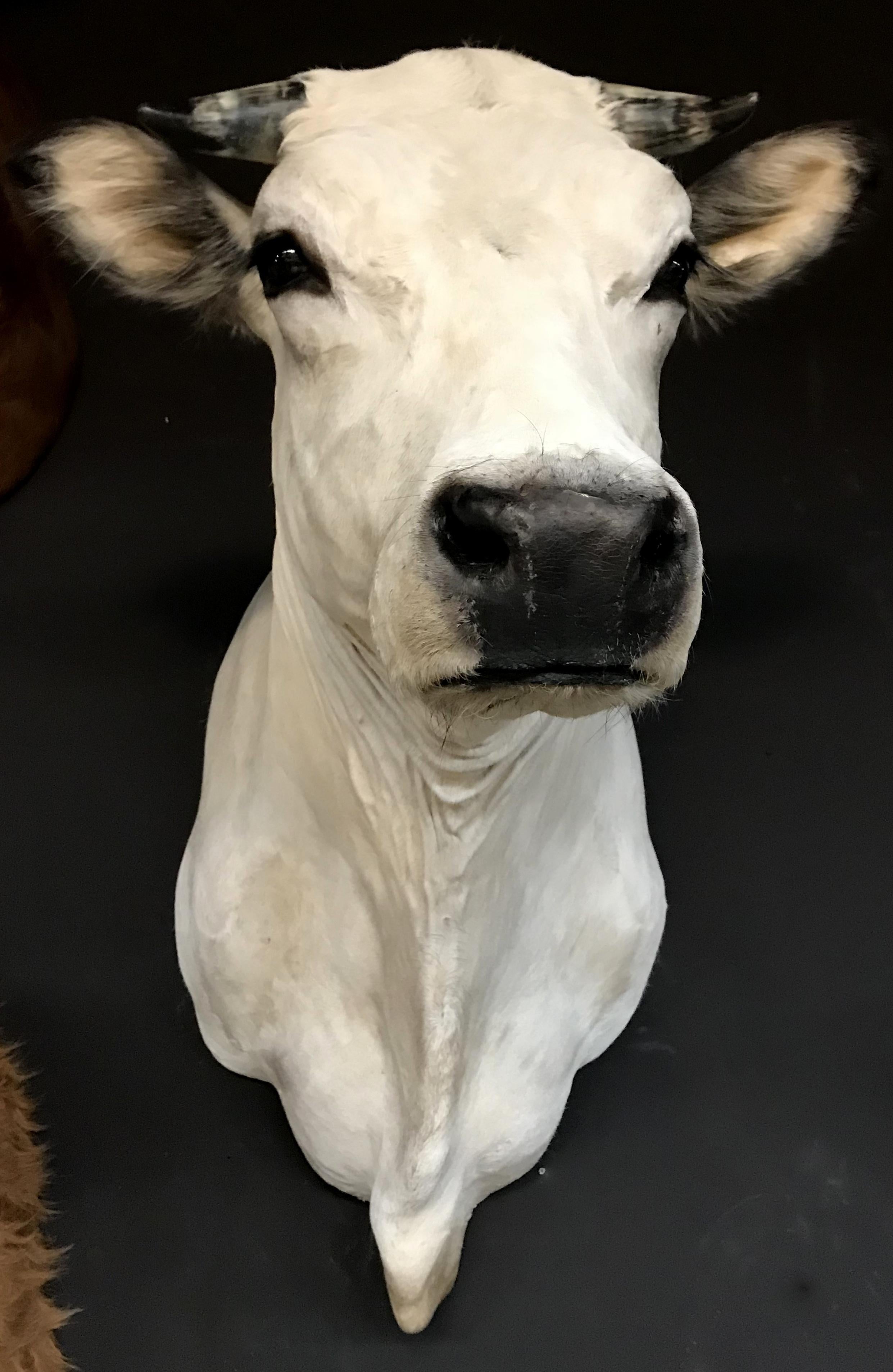 cow head taxidermy