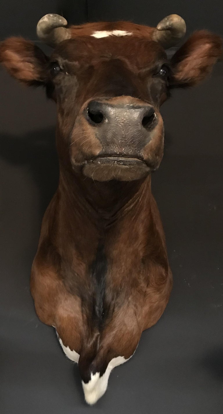 Exclusive Set of Four Recently taxidermy Cow Heads at 1stDibs cow