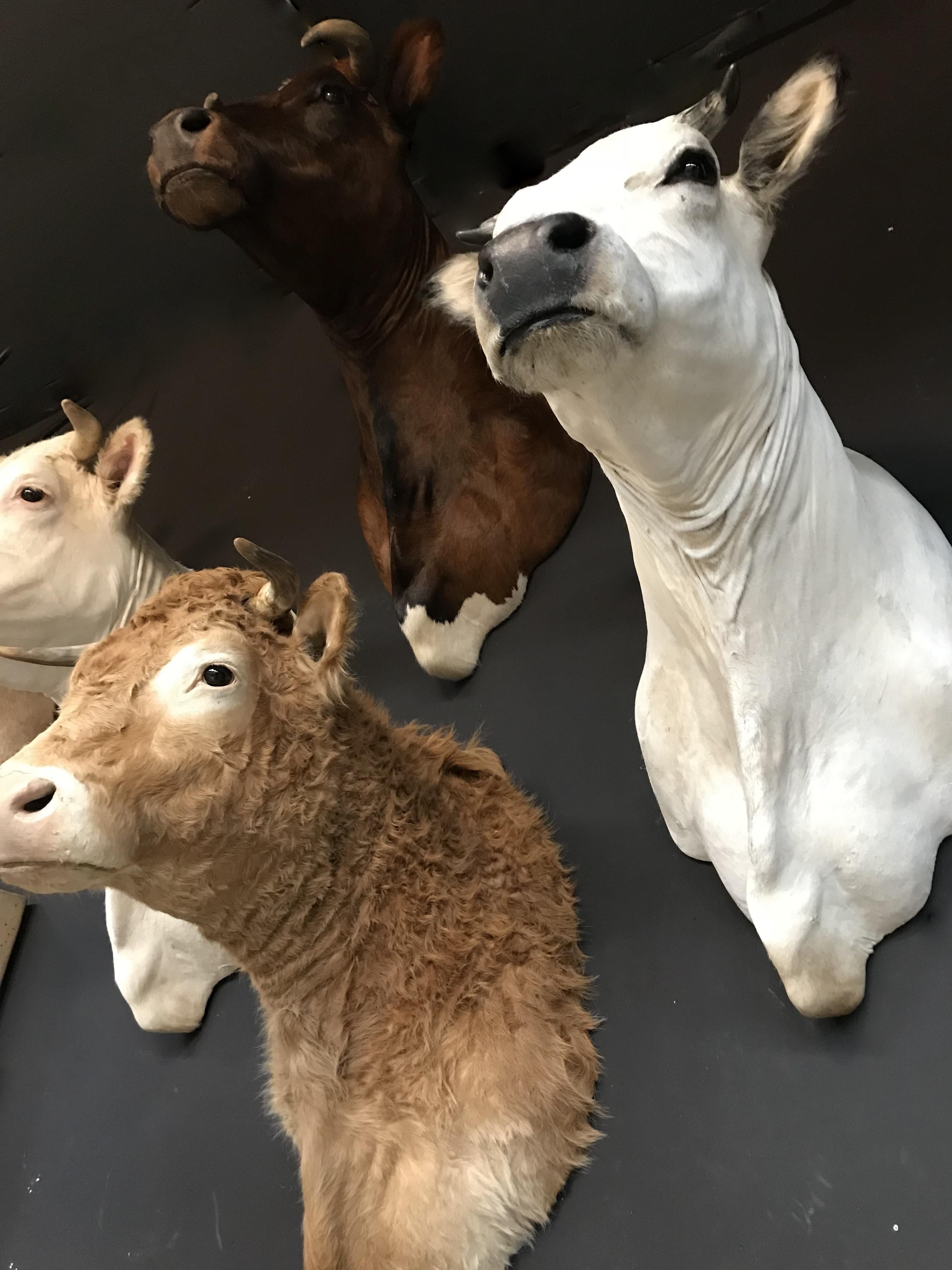 Exclusive Set of Four Recently taxidermy Cow Heads In Excellent Condition In Eindhoven, NL