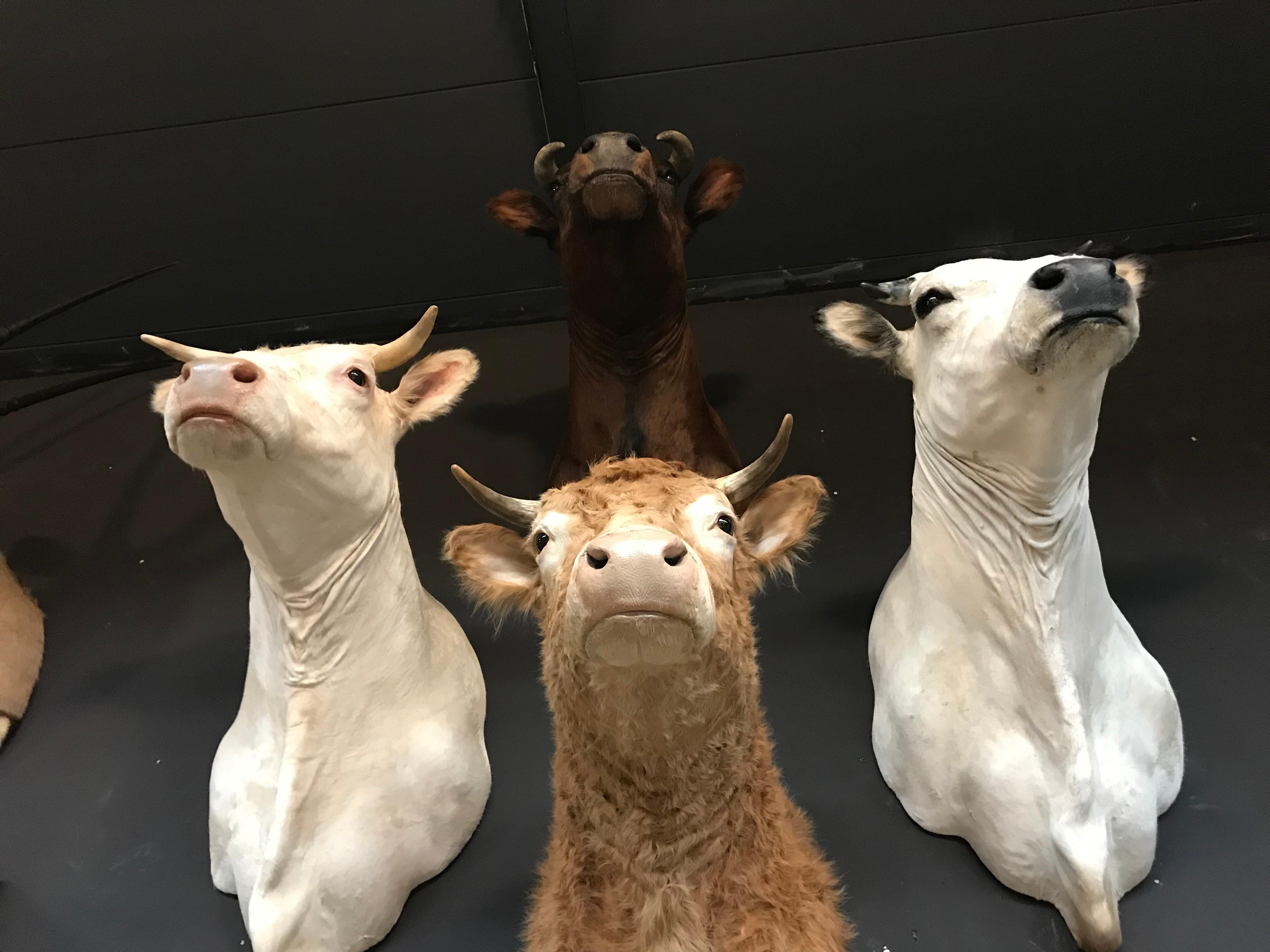 Contemporary Exclusive Set of Four Recently taxidermy Cow Heads