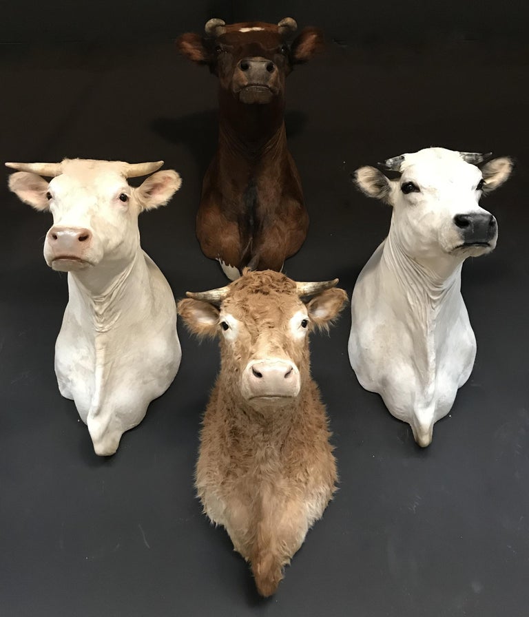 Exclusive Set of Four Recently taxidermy Cow Heads at 1stDibs