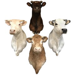 Exclusive Set of Four Recently taxidermy Cow Heads