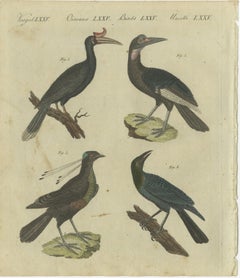 Exotic Birds: Hornbill, Lyrebird, and Glossy Starling Engraved by Bertuch, 1805