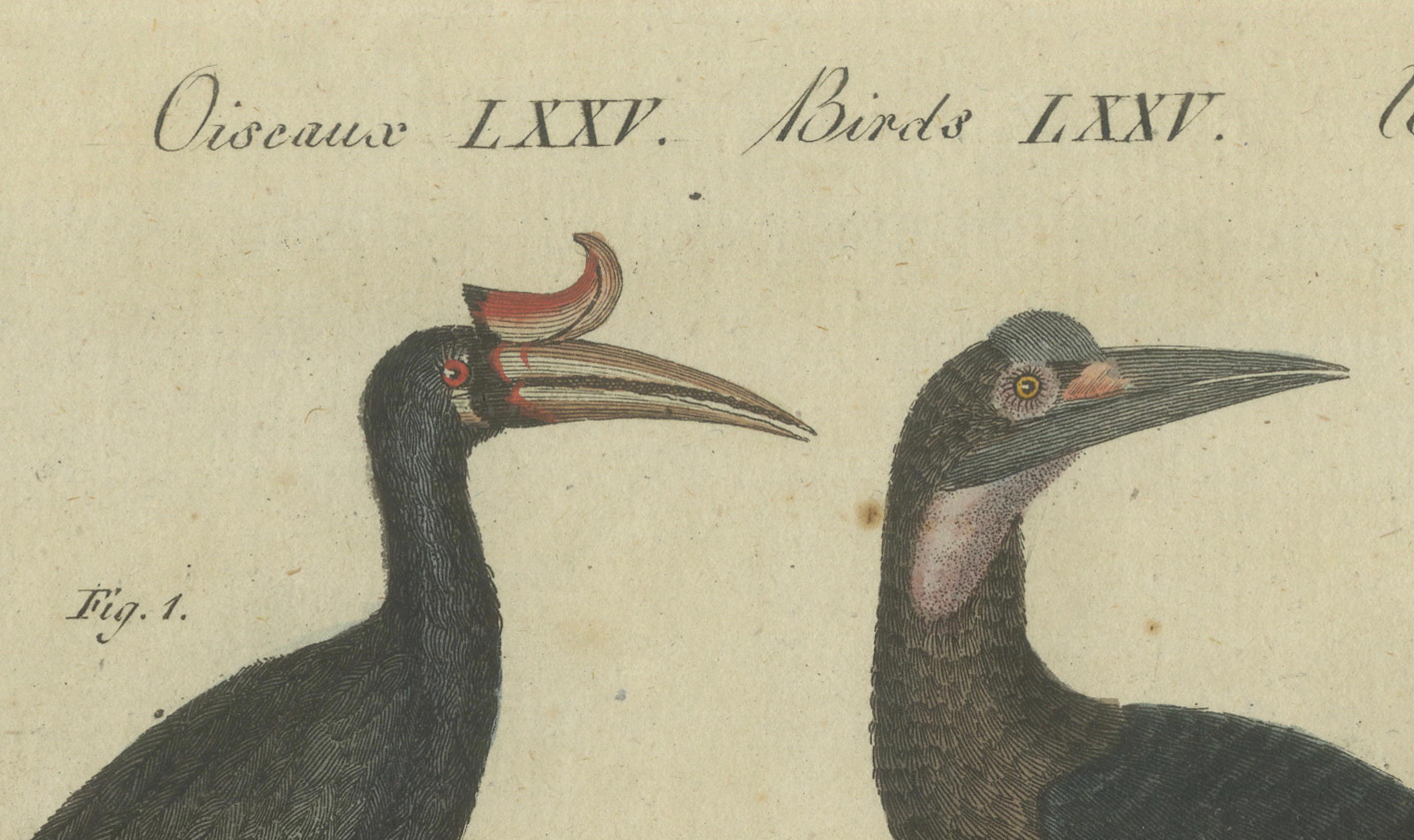 Aves exóticas: cálao, ave lira y estornino pinto grabados por Bertuch, 1805 Grabado en venta