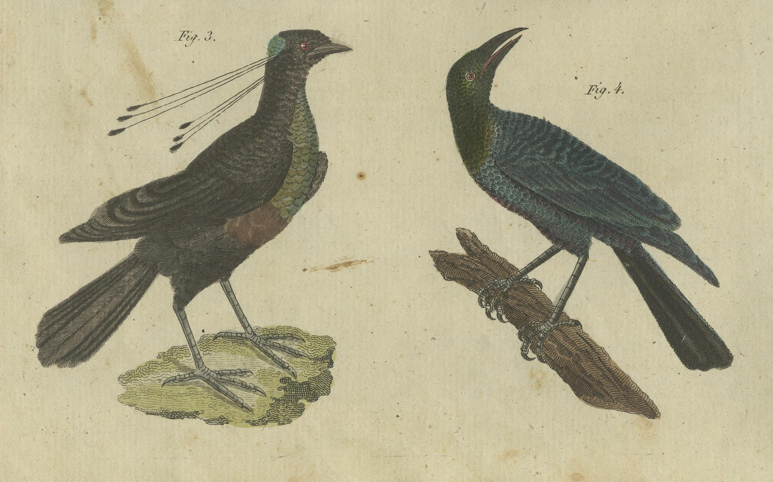 Aves exóticas: cálao, ave lira y estornino pinto grabados por Bertuch, 1805 en Bueno estado para la venta en Langweer, NL