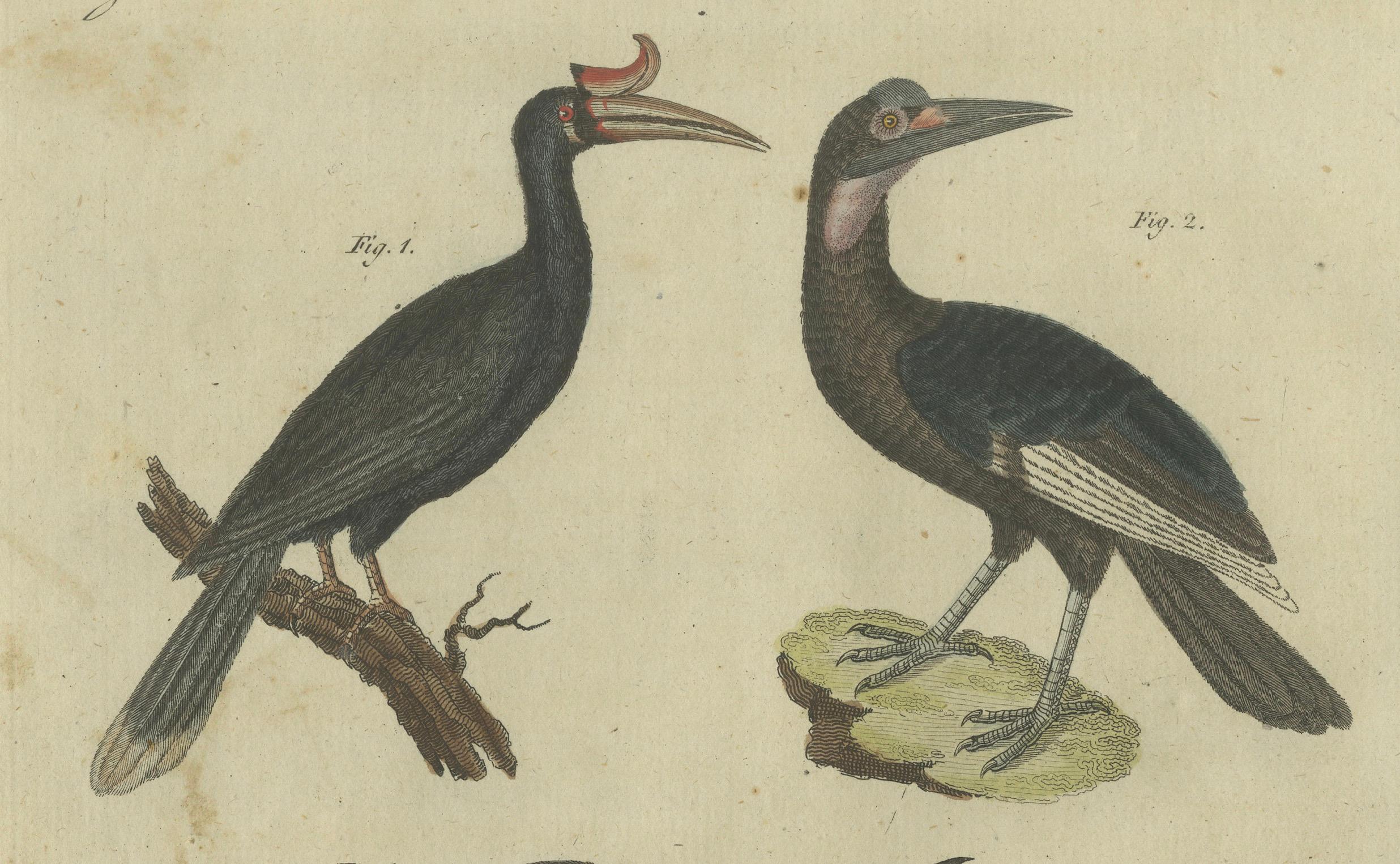 Aves exóticas: cálao, ave lira y estornino pinto grabados por Bertuch, 1805 principios del siglo XIX en venta