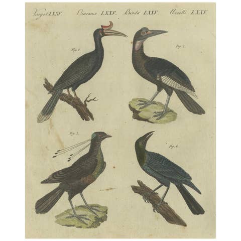 Exotic Birds: Hornbill, Lyrebird, and Glossy Starling Engraved by Bertuch, 1805