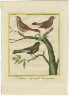 Exotic Birds of the World: A 1765-1780 Study by Martinet and Buffon
