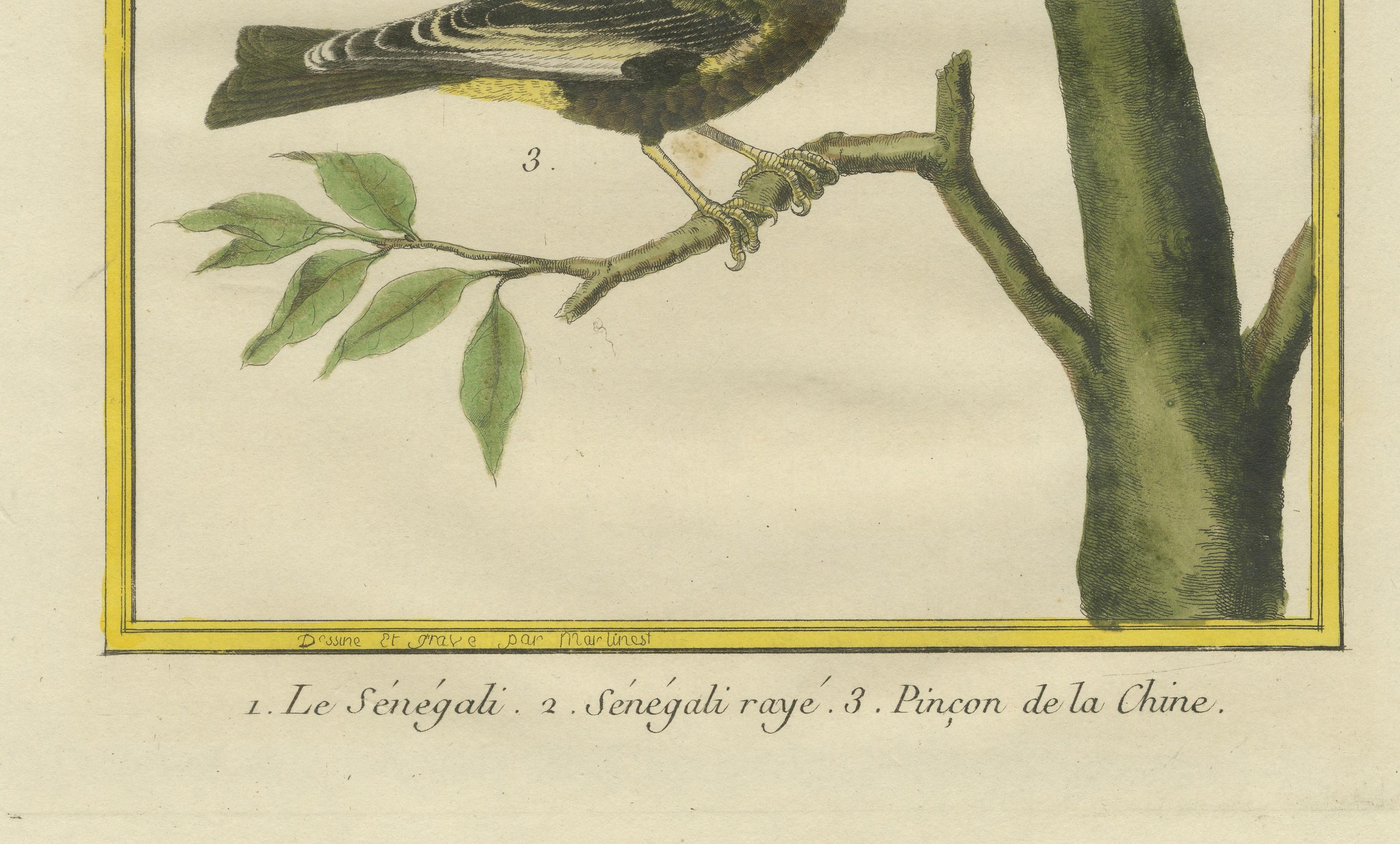 Gravé Oiseaux exotiques du monde : une étude de 1765-1780 de Martinet et Buffon en vente