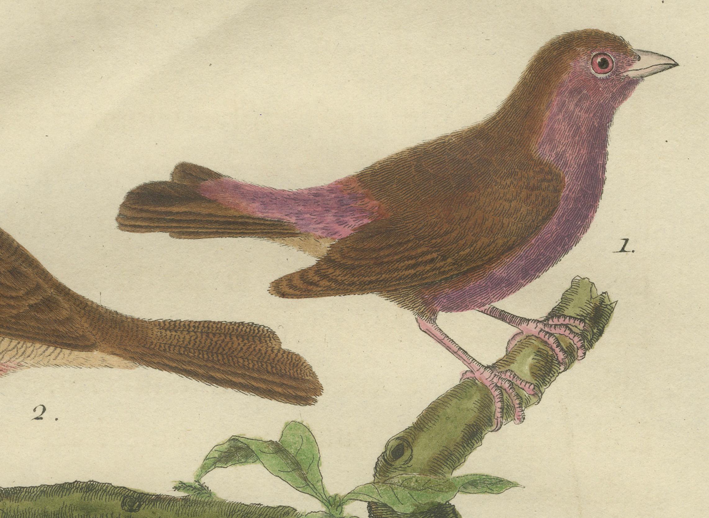 Oiseaux exotiques du monde : une étude de 1765-1780 de Martinet et Buffon Bon état - En vente à Langweer, NL