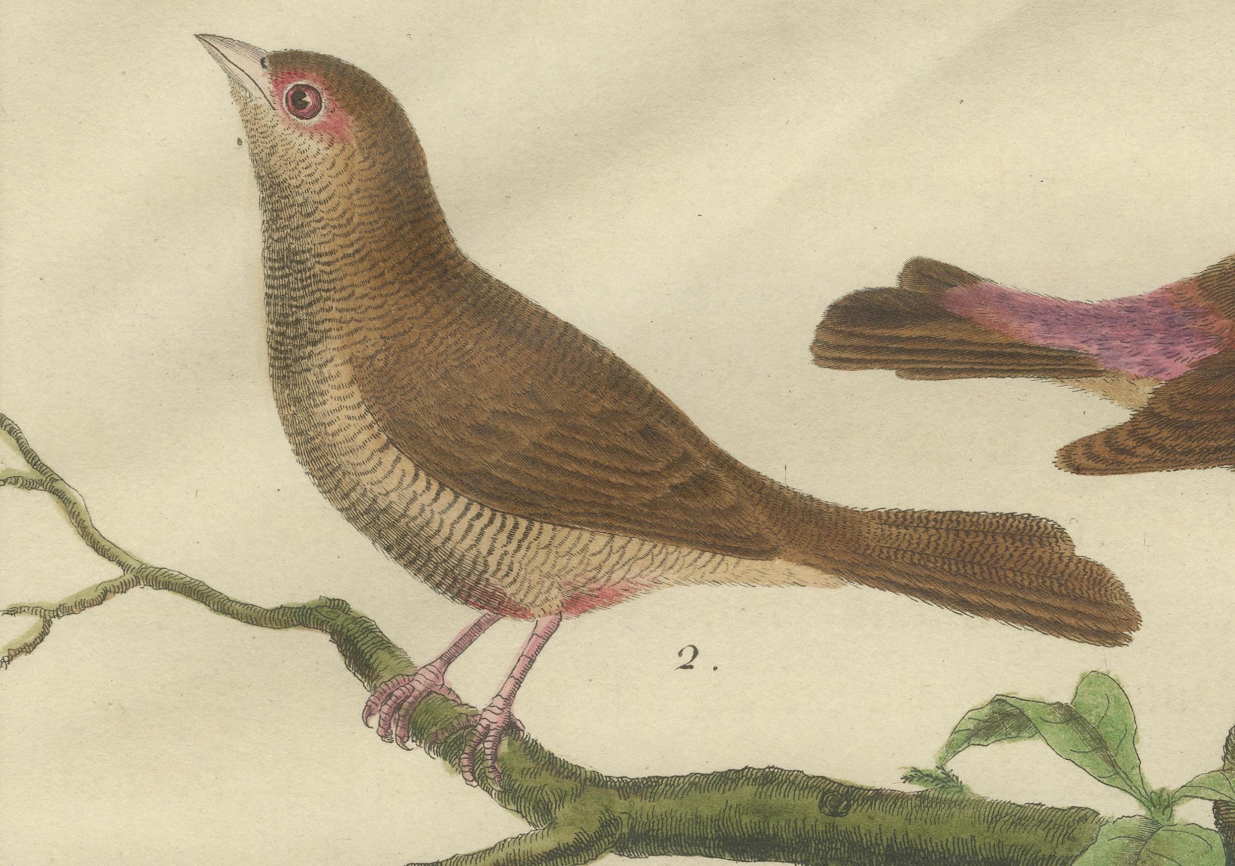 Fin du XVIIIe siècle Oiseaux exotiques du monde : une étude de 1765-1780 de Martinet et Buffon en vente