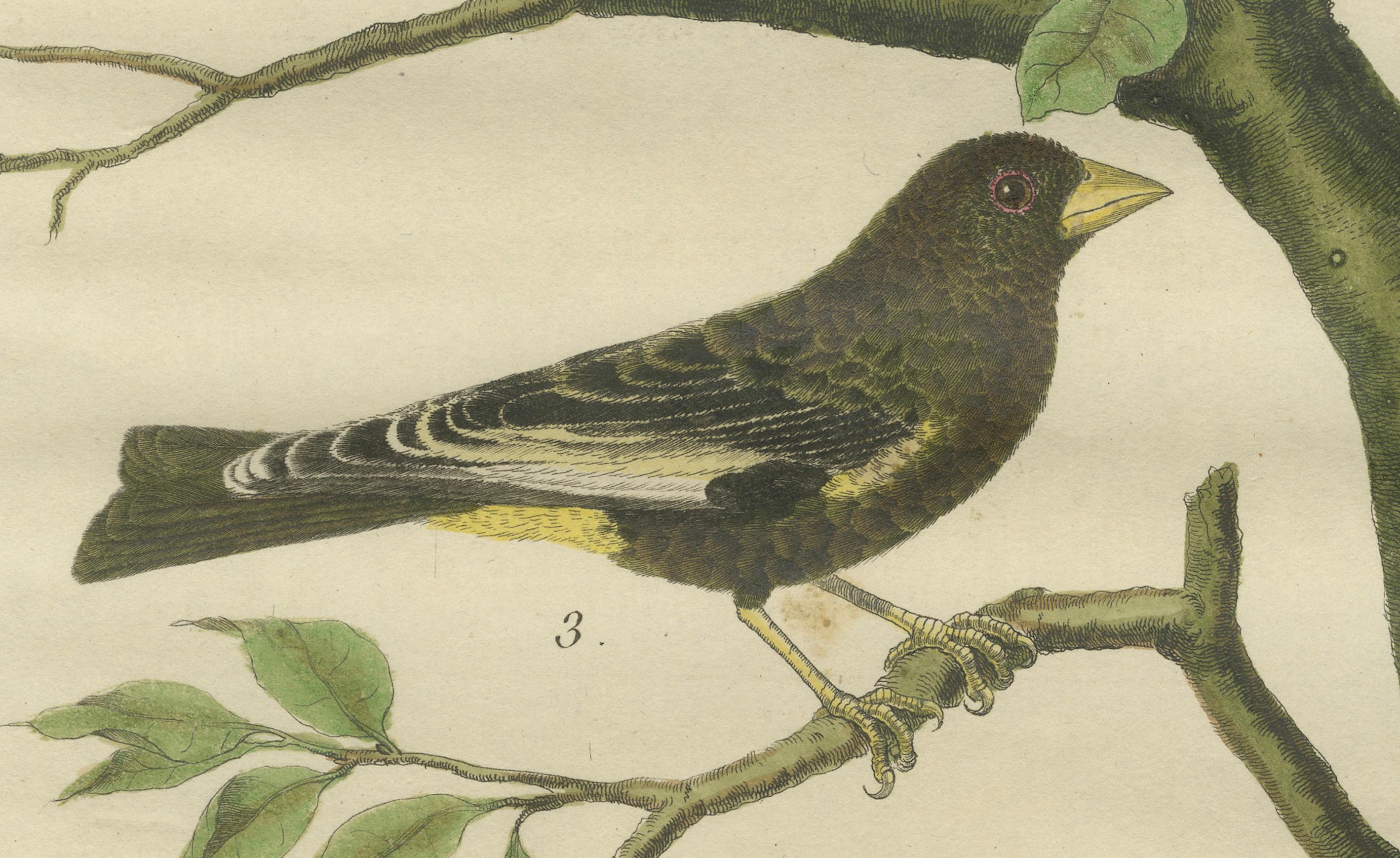 Papier Oiseaux exotiques du monde : une étude de 1765-1780 de Martinet et Buffon en vente