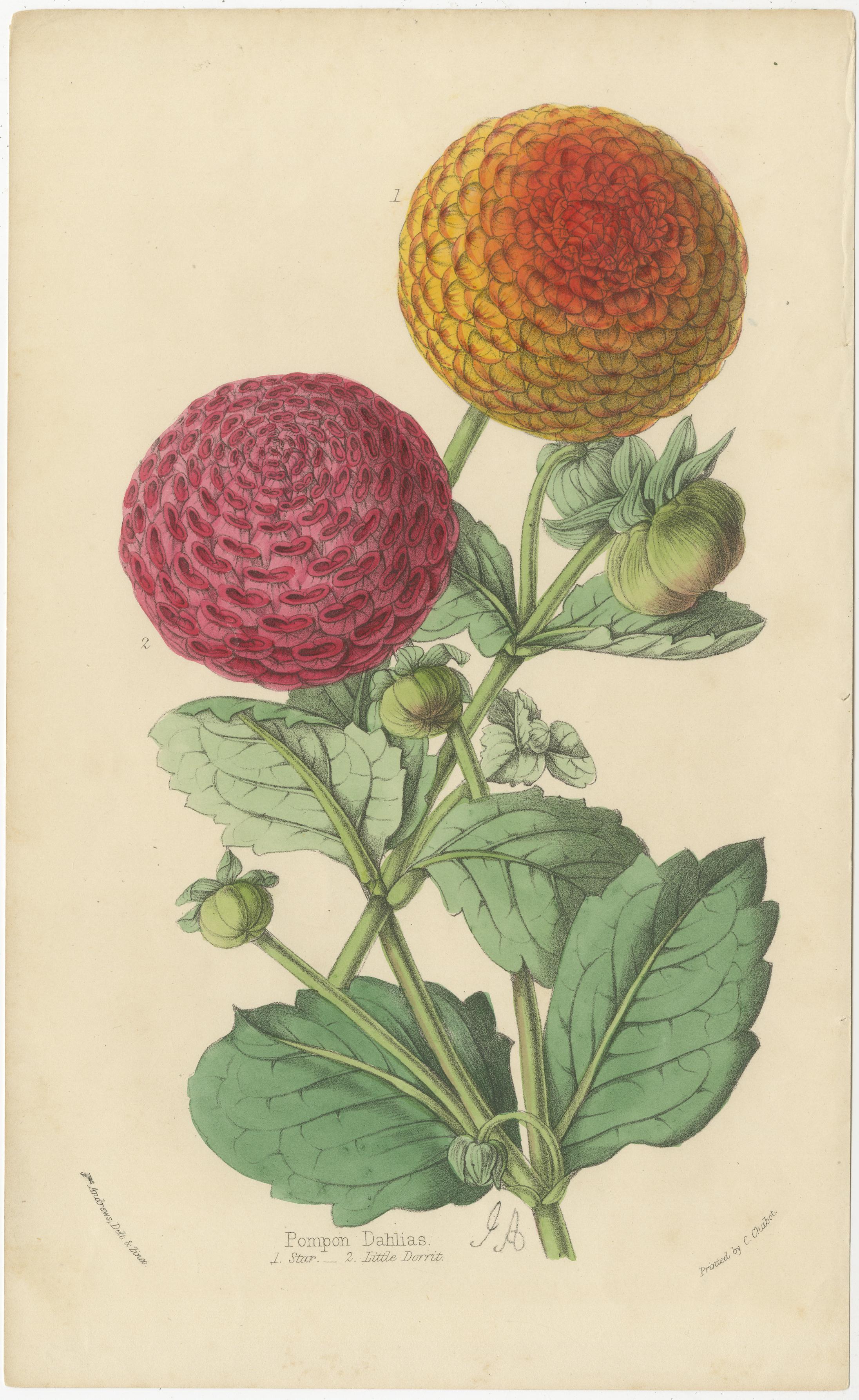 Die folgenden sechs Chromolithographien sind botanische Drucke aus einer von Louis Benoît Van Houtte illustrierten Sammlung.

Louis Benoît Van Houtte war ein bekannter belgischer Gartenbauer und Baumschuler. Mitte des 19. Jahrhunderts