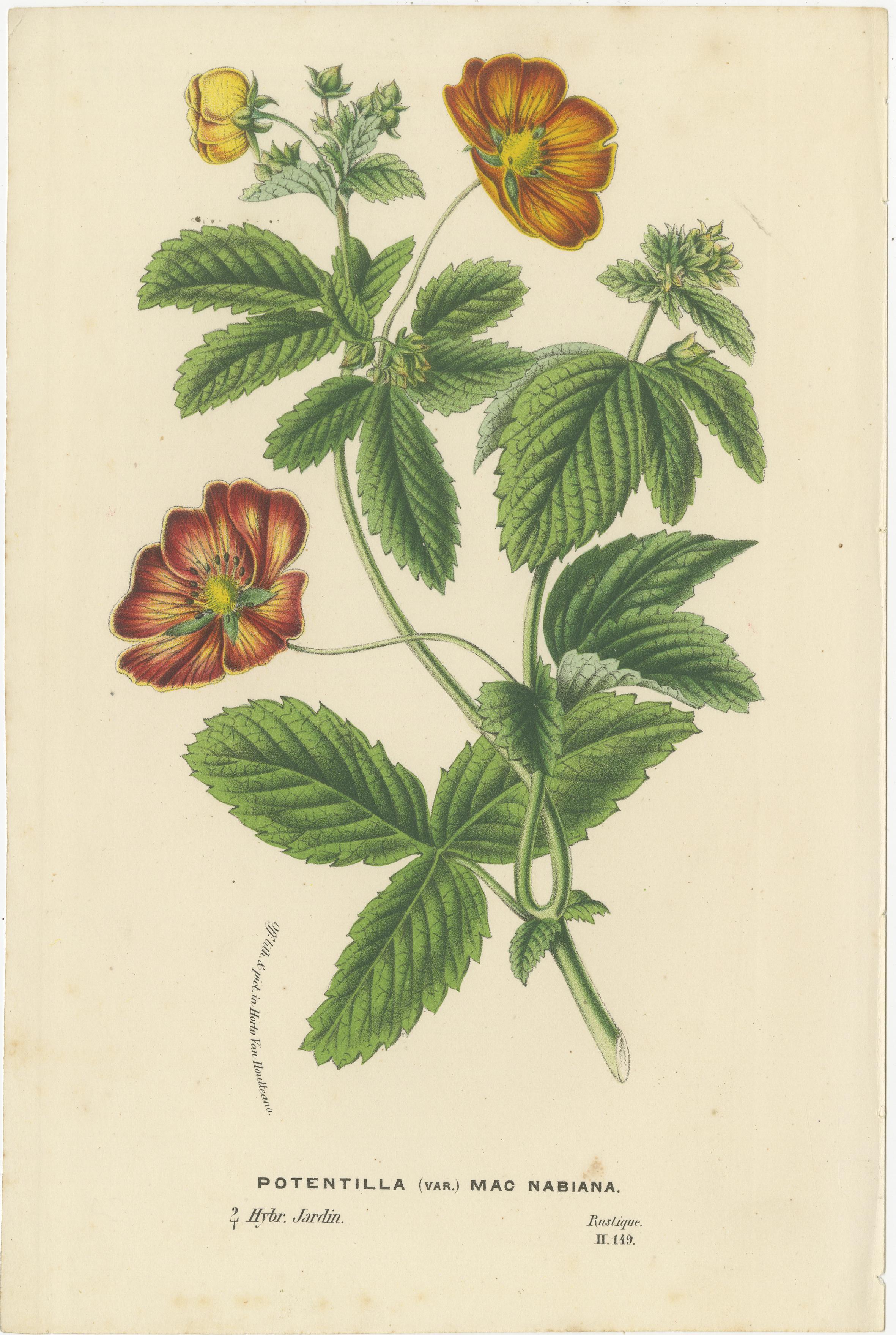 Exotische Blooms: A Collection of 19th-Century Chromolithographs, veröffentlicht 1875 im Zustand „Gut“ im Angebot in Langweer, NL
