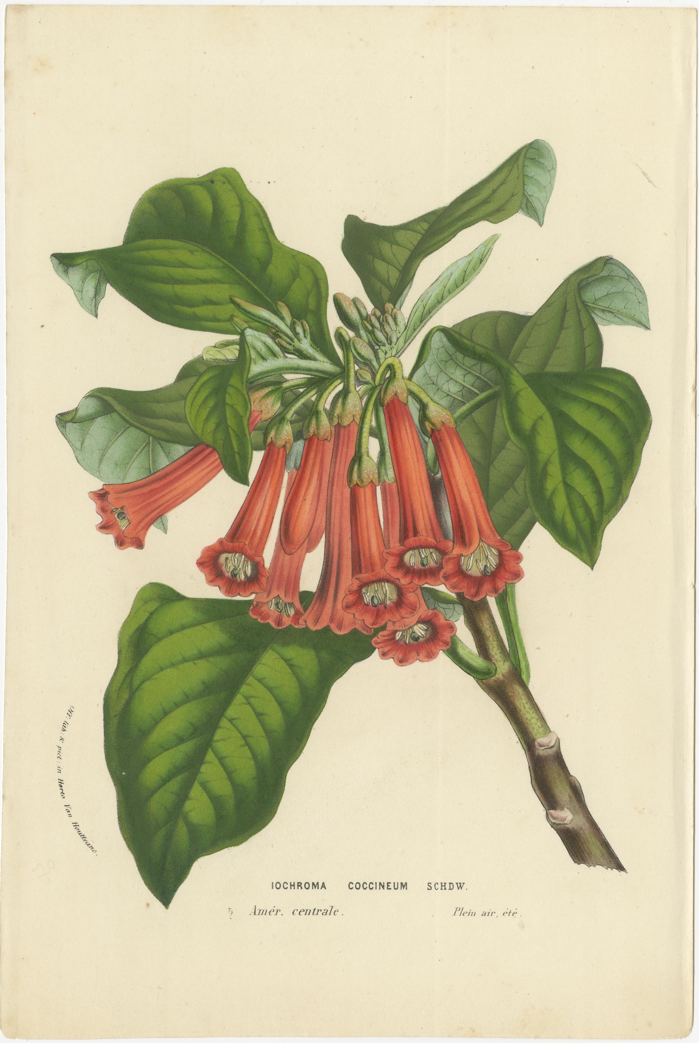 Exotische Blooms: A Collection of 19th-Century Chromolithographs, veröffentlicht 1875 (Papier) im Angebot