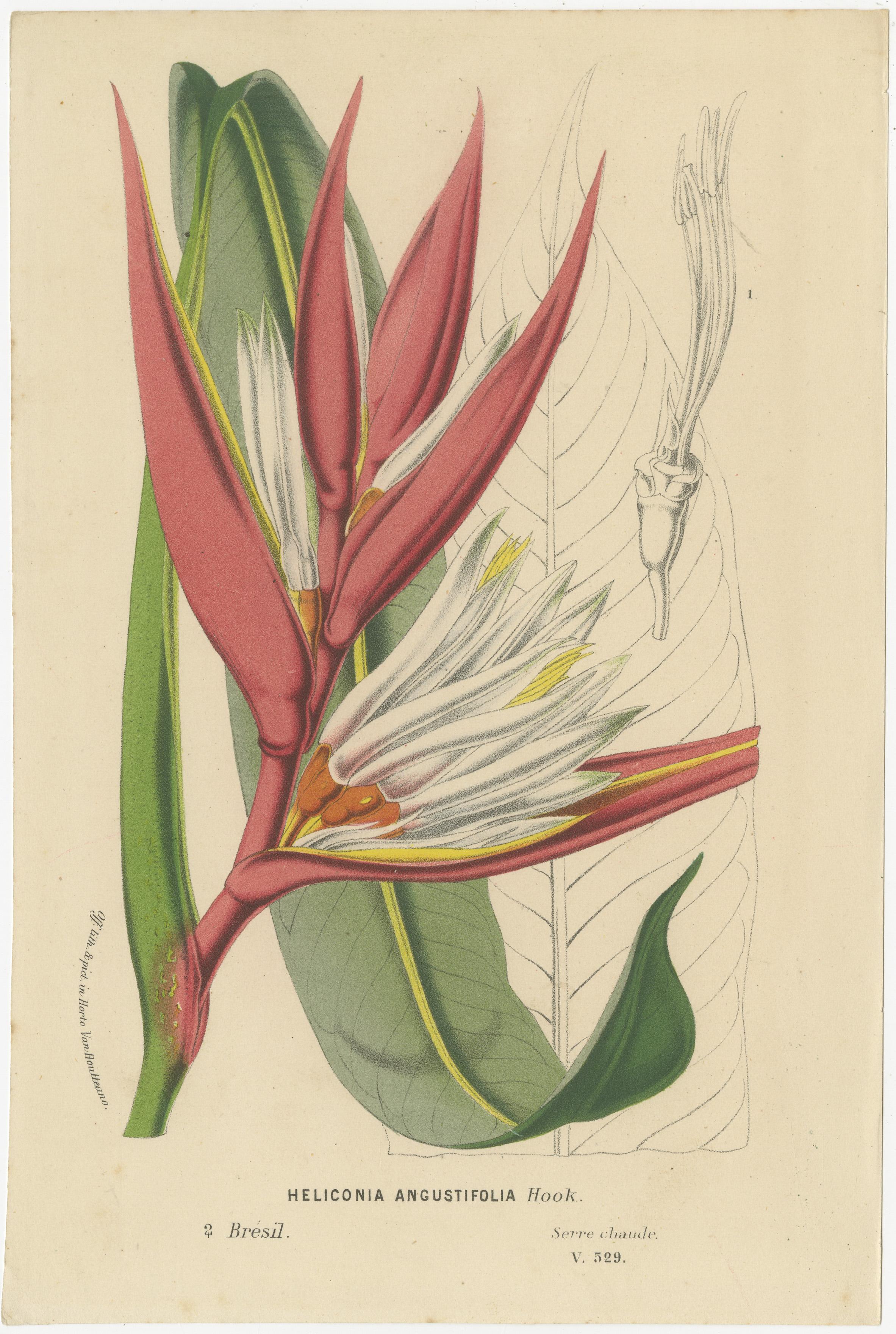 Exotische Blooms: A Collection of 19th-Century Chromolithographs, veröffentlicht 1875 im Angebot 1