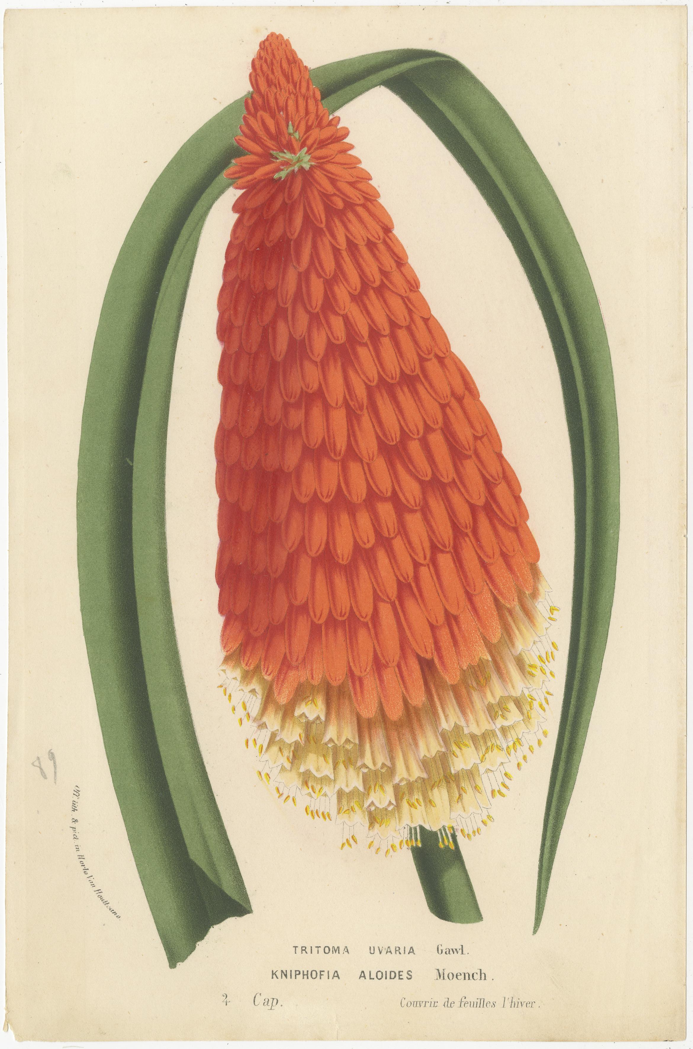 Exotische Blooms: A Collection of 19th-Century Chromolithographs, veröffentlicht 1875 im Angebot 2
