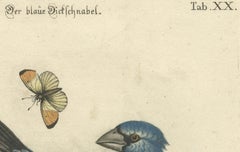 Exotic Blue Grosbeak of Angola: An 18th-Century Hand-Colored Engraving