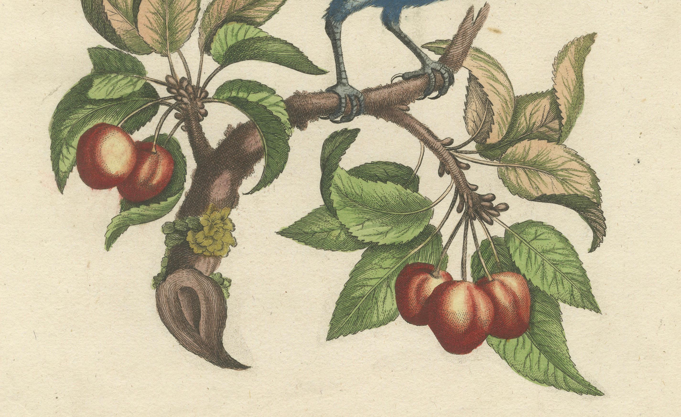 Exotisches blaues Grosbeak von Angola: Eine handkolorierte Gravur aus dem 18. Jahrhundert (Graviert) im Angebot