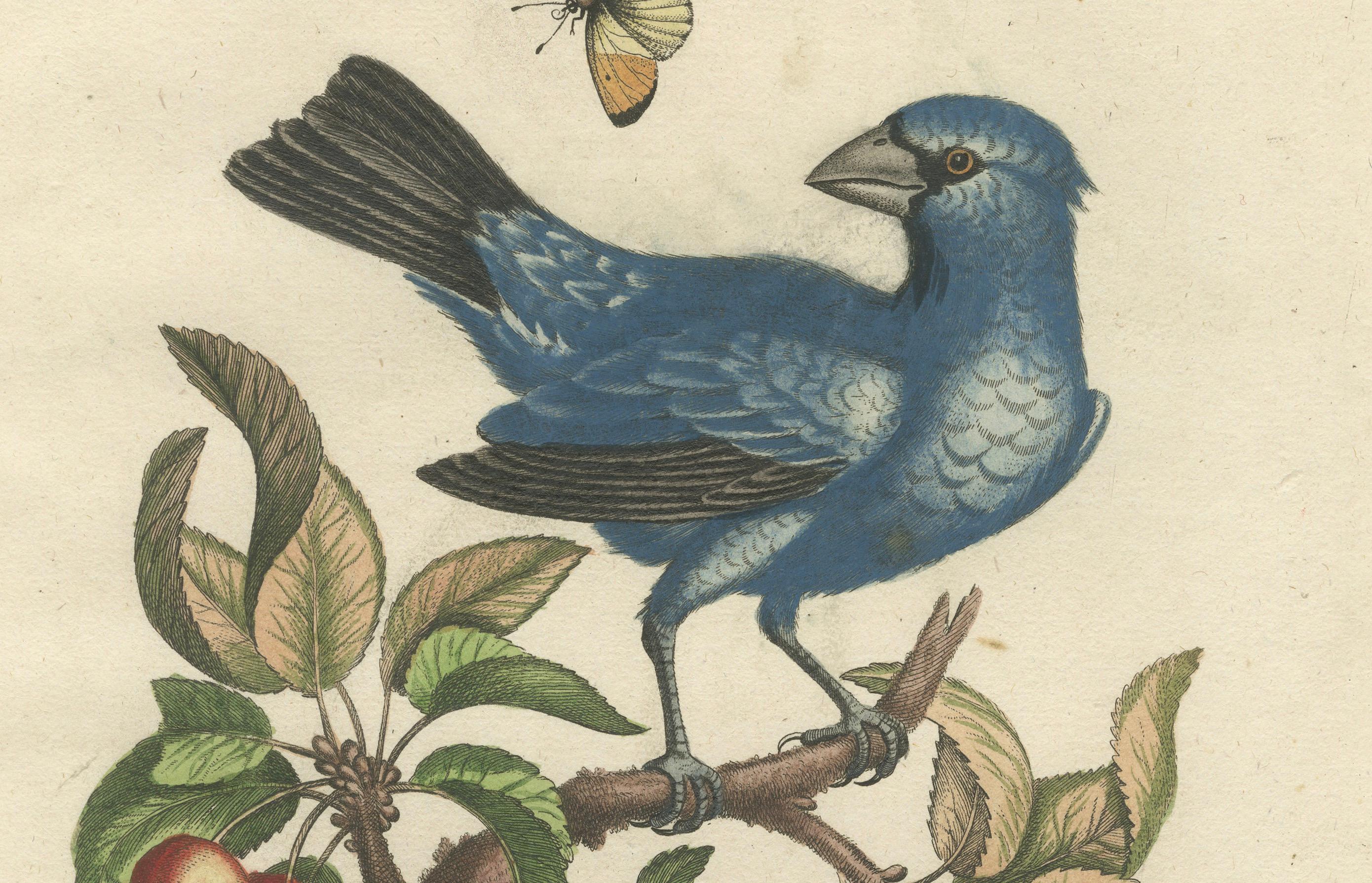Exotisches blaues Grosbeak von Angola: Eine handkolorierte Gravur aus dem 18. Jahrhundert im Zustand „Gut“ im Angebot in Langweer, NL