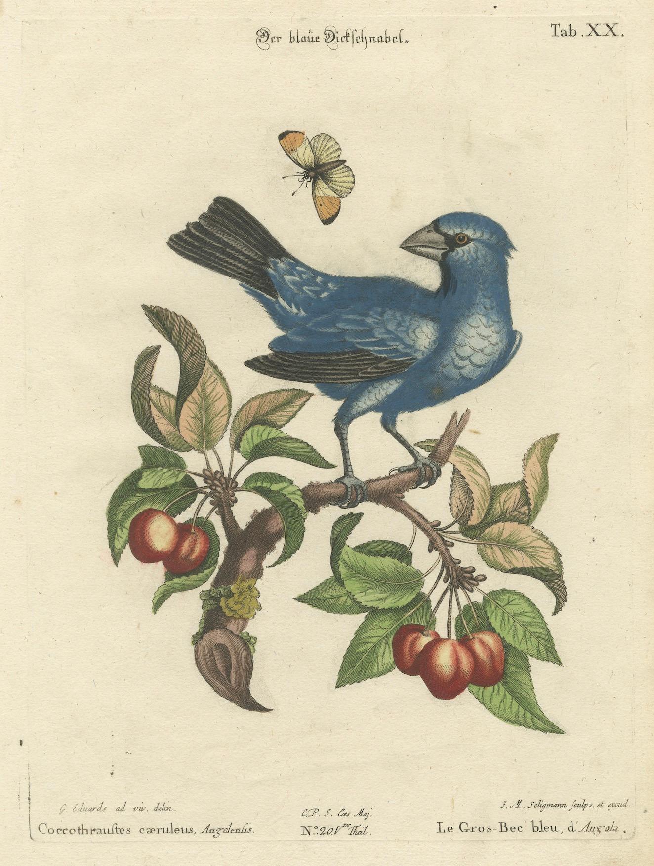 Exotisches blaues Grosbeak von Angola: Eine handkolorierte Gravur aus dem 18. Jahrhundert (Spätes 18. Jahrhundert) im Angebot