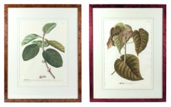 Exotic Botanical Prints by Georg Ehret