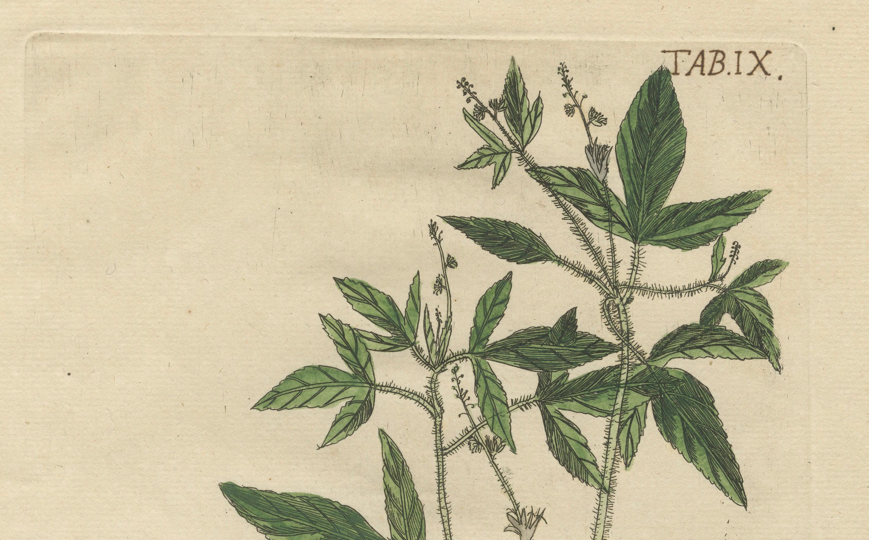 Very good condition. Original hand coloring remains vivid, particularly in the greens and butterfly markings. Slight age toning and a few natural paper spots consistent with 18th-century works. Plate impressions are crisp, and signatures by