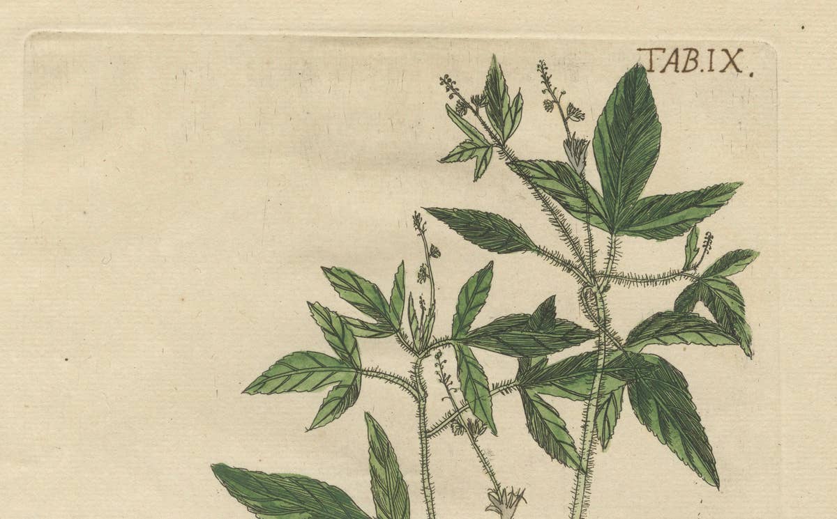 Exotic Botanicals and Rare Butterflies – Hand-Colored Dutch Prints from 1775