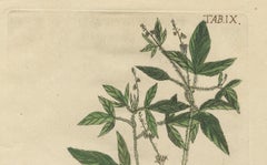 Exotic Botanicals and Rare Butterflies – Hand-Colored Dutch Prints from 1775