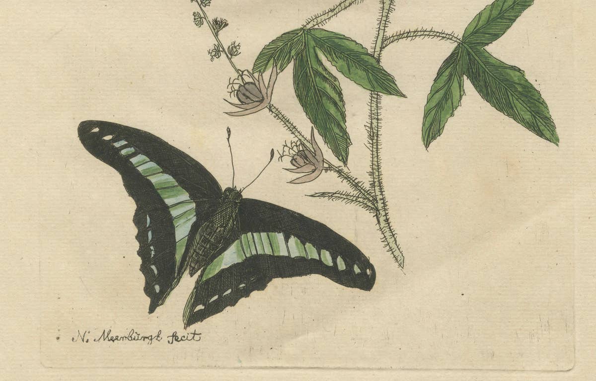 Exotic Botanicals and Rare Butterflies – Hand-Colored Dutch Prints from 1775