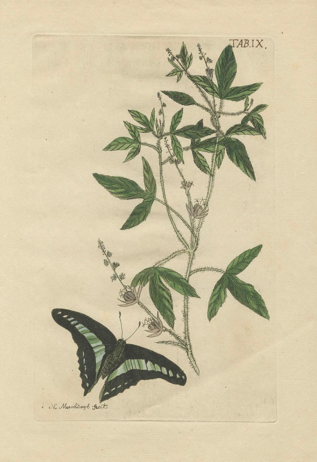 Exotic Botanicals and Rare Butterflies – Hand-Colored Dutch Prints from 1775 In Good Condition For Sale In Langweer, NL