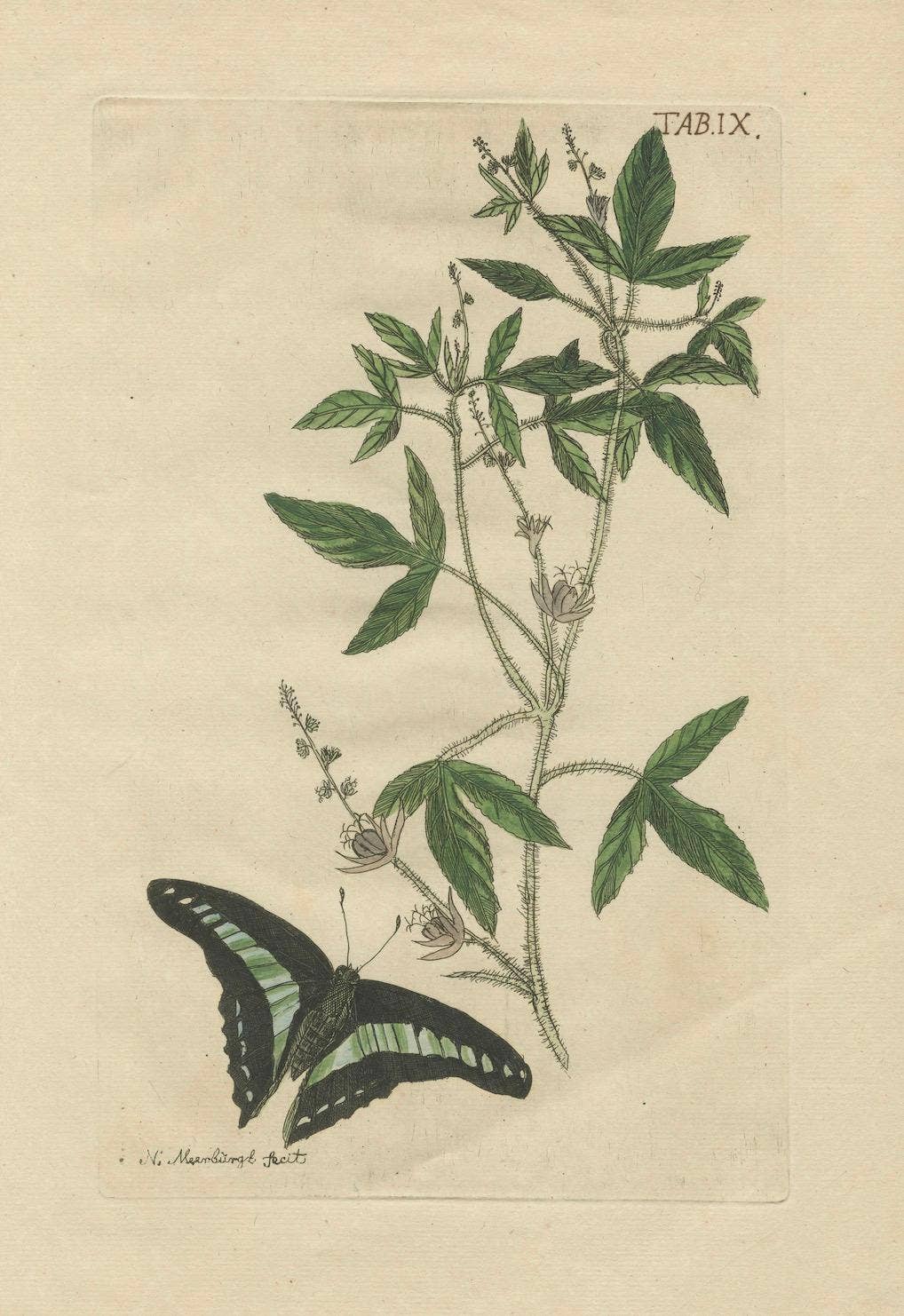 Exotic Botanicals and Rare Butterflies – Hand-Colored Dutch Prints from 1775