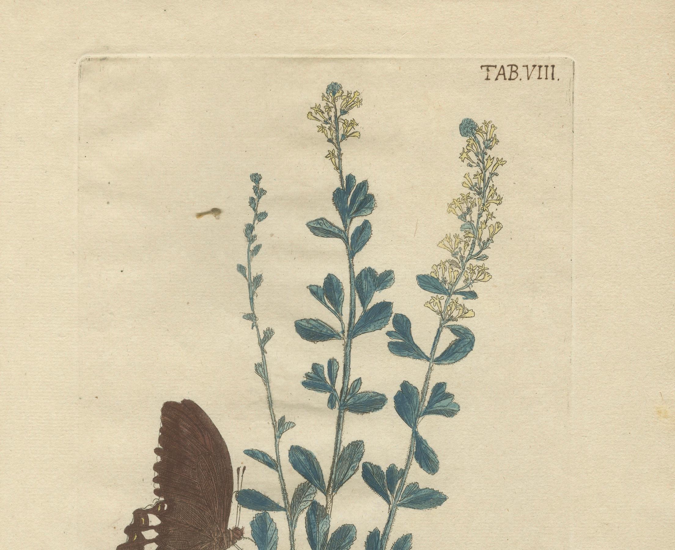 18th Century Exotic Botanicals and Rare Butterflies – Hand-Colored Dutch Prints from 1775 For Sale