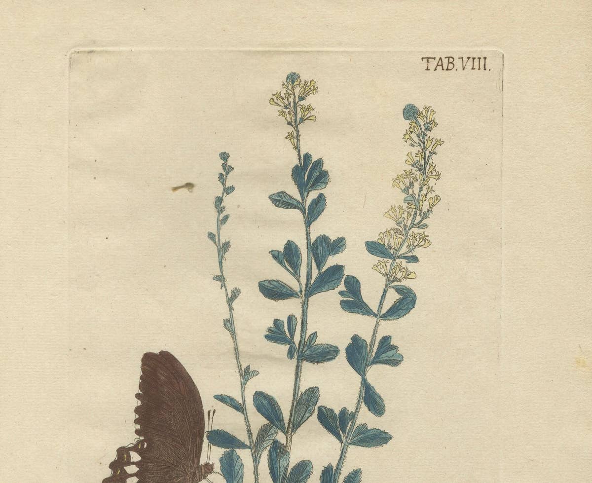 Exotic Botanicals and Rare Butterflies – Hand-Colored Dutch Prints from 1775