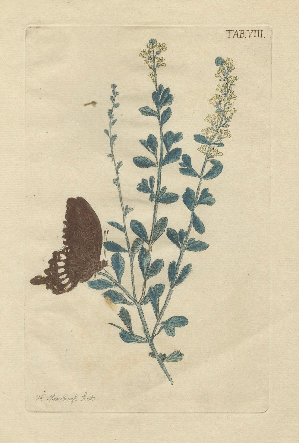 Exotic Botanicals and Rare Butterflies – Hand-Colored Dutch Prints from 1775 For Sale 1