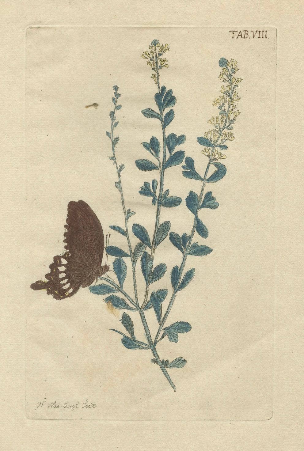 Exotic Botanicals and Rare Butterflies – Hand-Colored Dutch Prints from 1775
