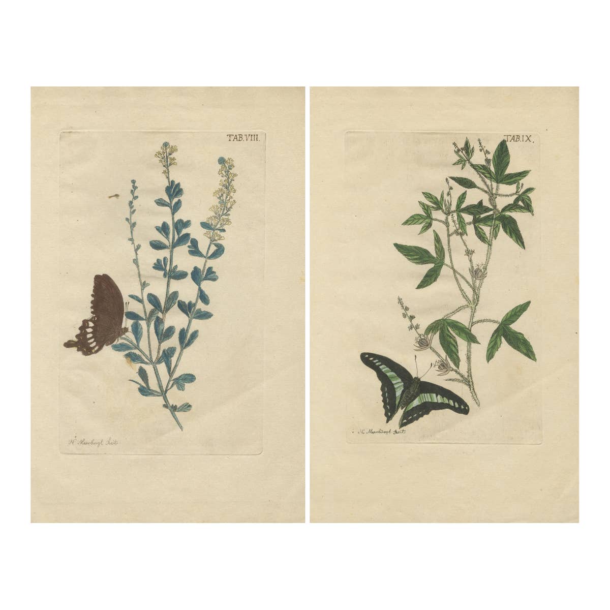 Exotic Botanicals and Rare Butterflies – Hand-Colored Dutch Prints from 1775