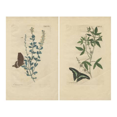 Exotic Botanicals and Rare Butterflies – Hand-Colored Dutch Prints from 1775
