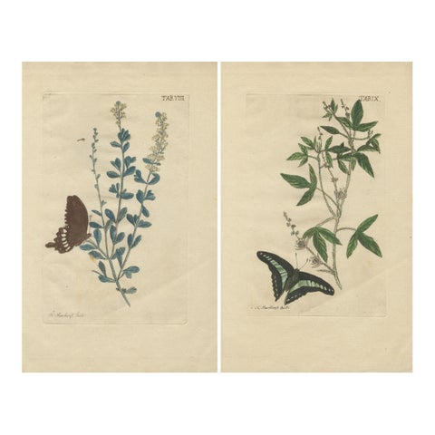 Exotic Botanicals and Rare Butterflies, Hand-Colored Dutch Prints from 1775