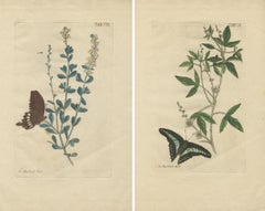Exotic Botanicals and Rare Butterflies – Hand-Colored Dutch Prints from 1775