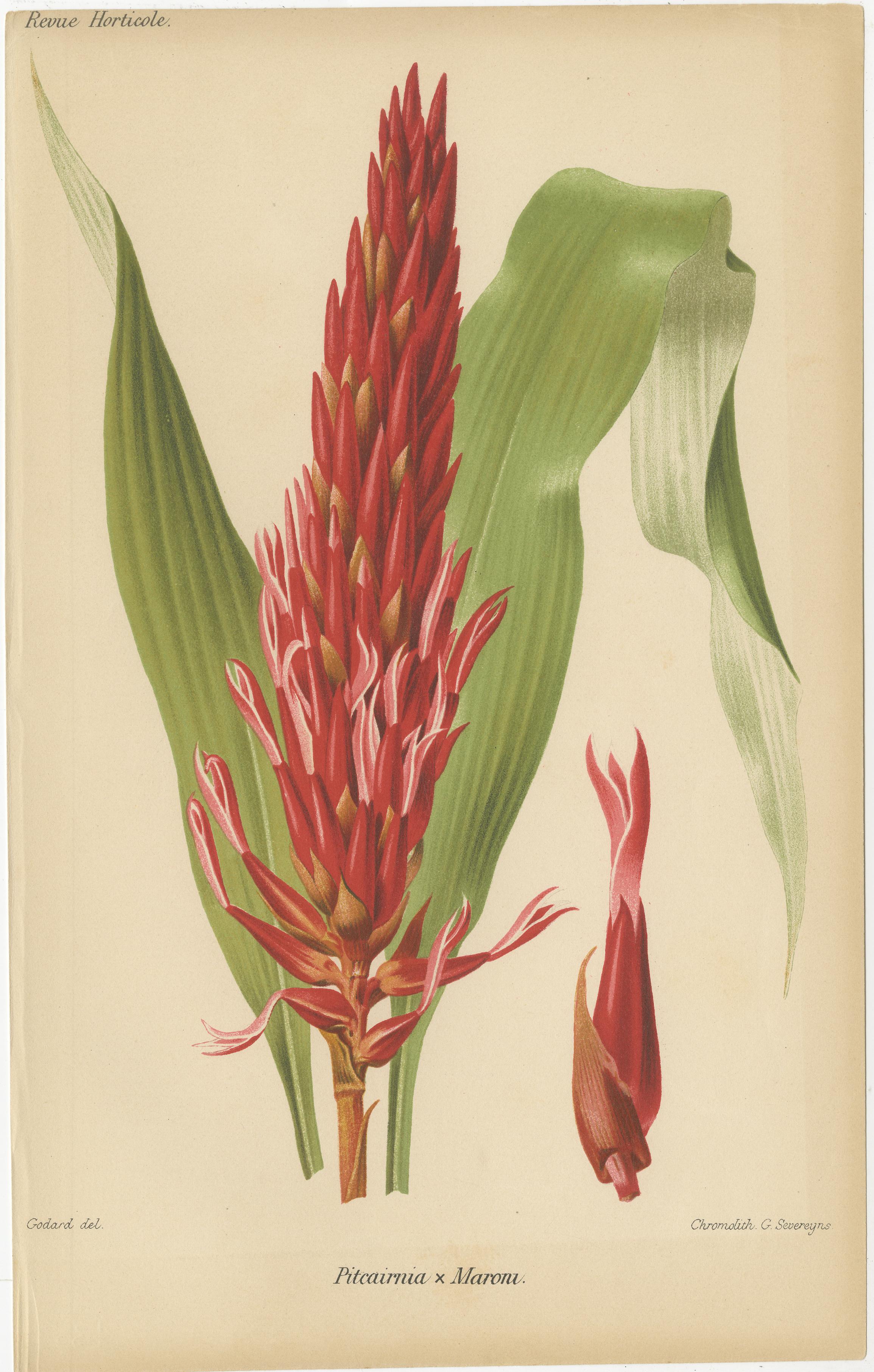Diese Chromolithografien wurden in der 