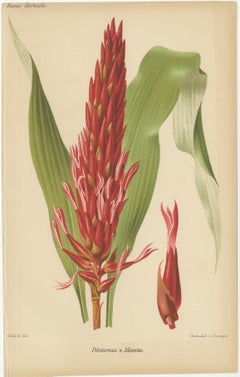 Exotic Botanicals: Pitcairnia, Neumannia, Echnea, and Burchellia, circa 1880